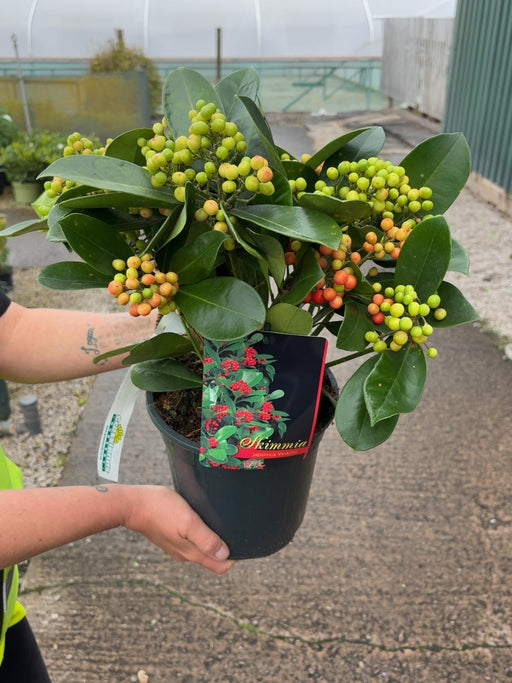 Skimmia Japonica Veitchii 3 Litre Pot