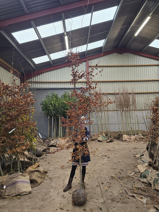 Fagus Syl. Atropunicea 8/10cm Girth Feathered Root Ball Delivery November Onwards