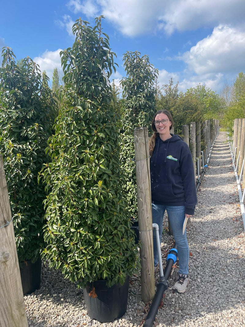 Portuguese Laurel Angustifolia Extra Wide 200cm+ 55 Litre Pot