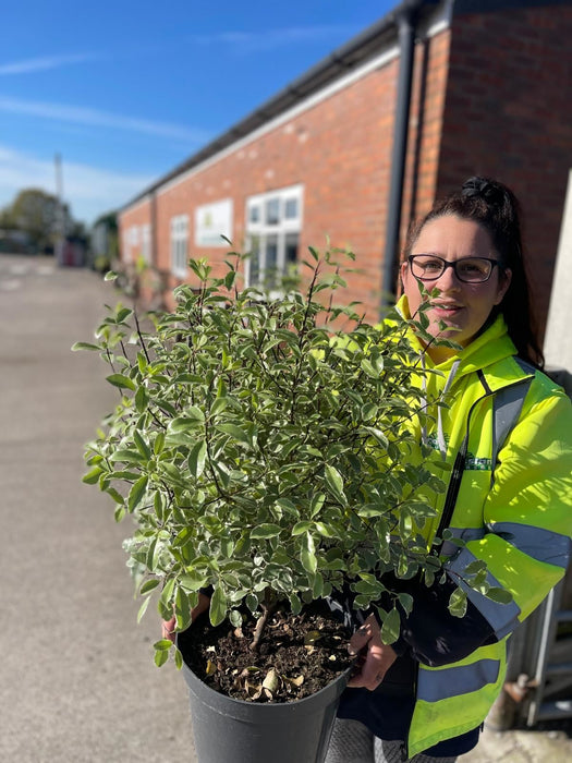 Pittosporum Tenuifolium Silver Queen 10 Litre Pot