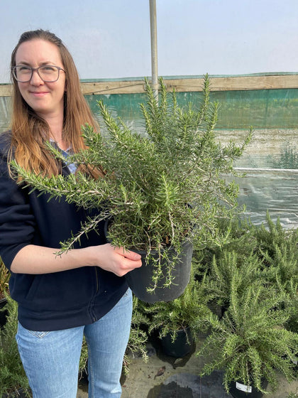 Rosmarinus Prostratus 9 Litre Pot