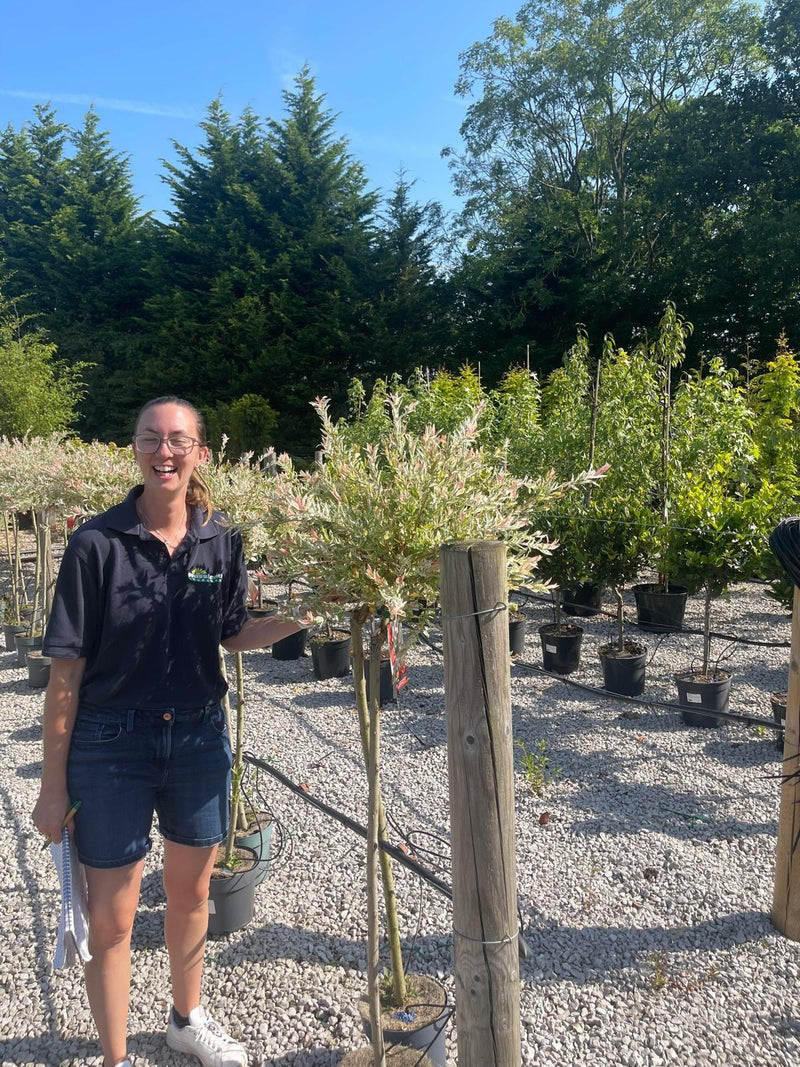 Salix integra Hakuro Nishiki Flamingo 4.5 Litre Pot 80cm Stem