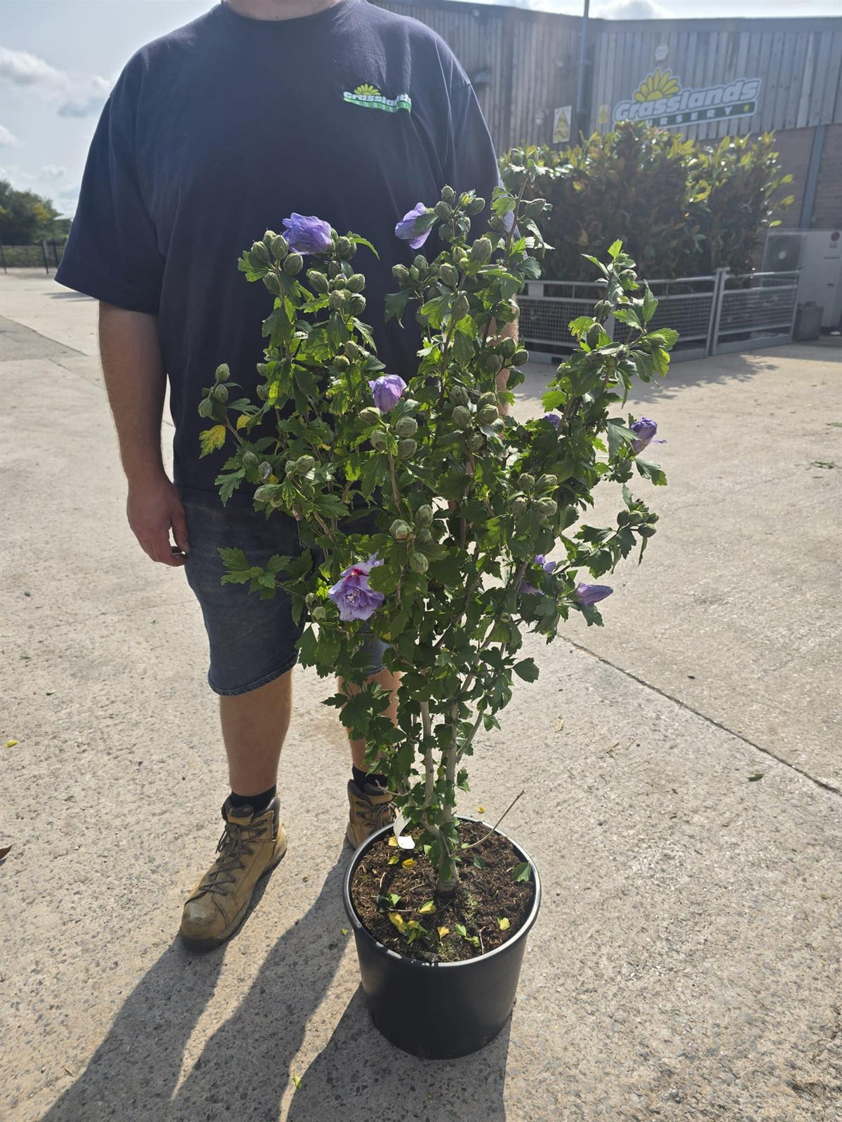 Hibiscus syr. Blue Chiffon 20 Litre Pot 100/125cm