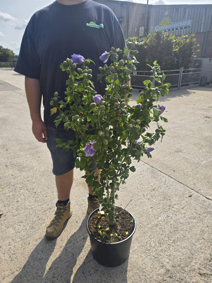 Hibiscus syr. Blue Chiffon 20 Litre Pot 100/125cm