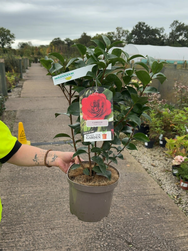 Camellia japonica Australis 3 Litre Pot