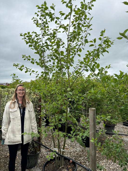 Alnus Incana Multi Stem 175/200cm