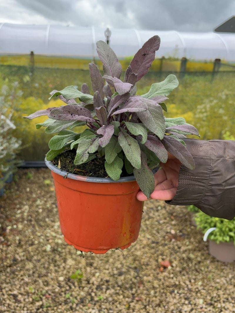 Salvia Officinalis Purperea 2 Litre Pot