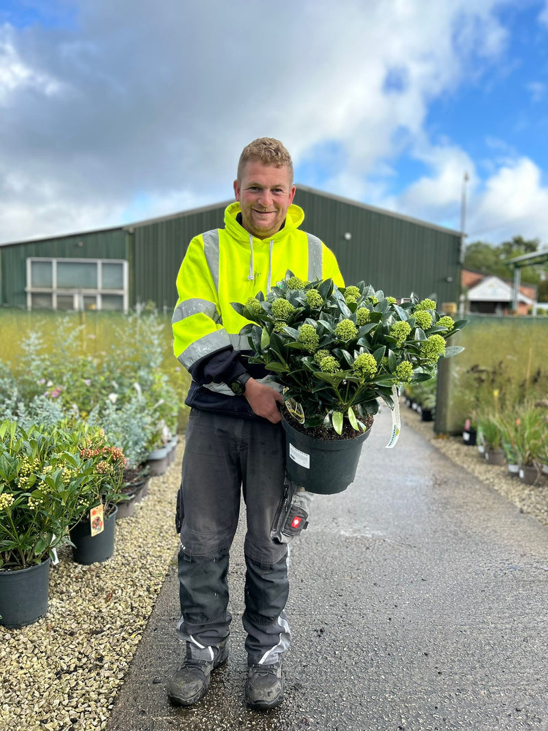 Skimmia Japonica White Globe 7.5 Litre Pot