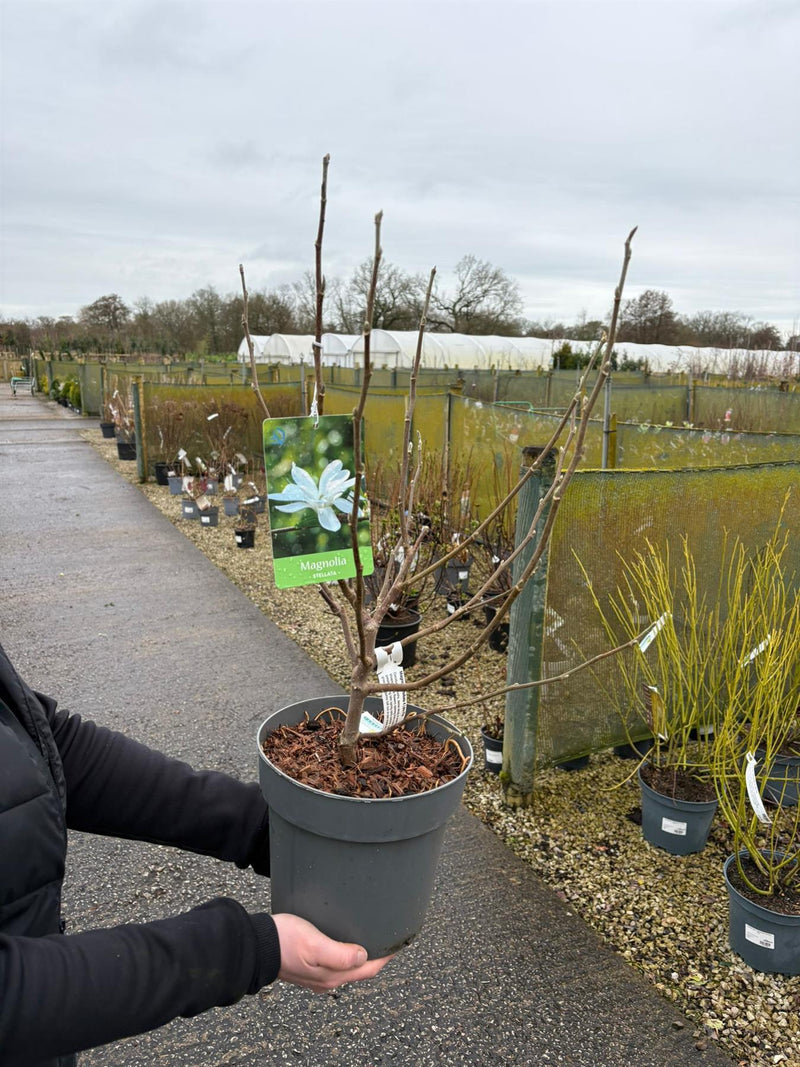 Magnolia Stellata 4 Litre Pot