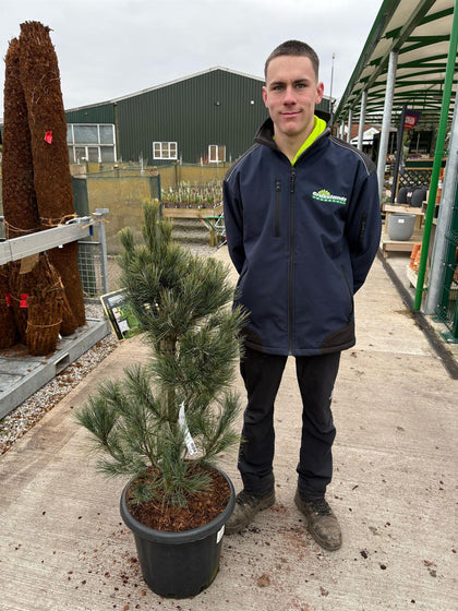 Pinus Monticola Ammerland 25 Litre Pot