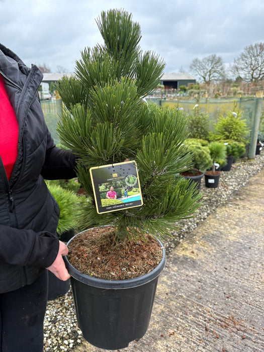 Pinus Leucodermis Malinki 15 Litre Pot