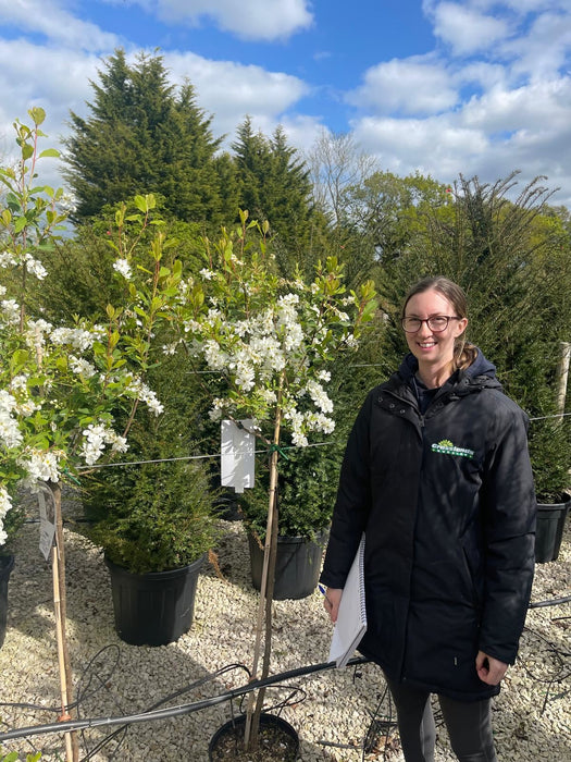 Exochorda x Macrantha The Bride 1/2 Standard 10 Litre