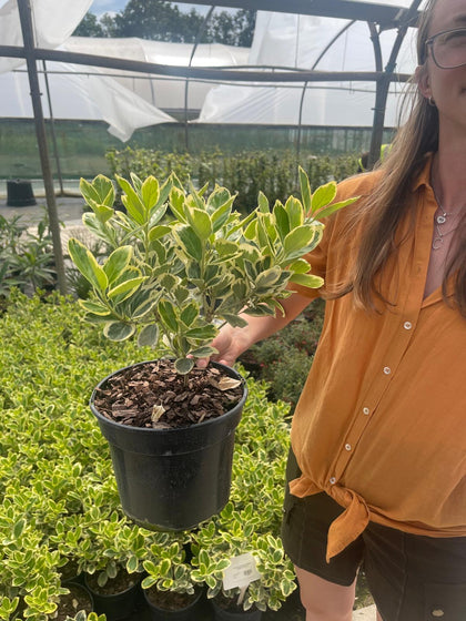 Euonymus Japonicus President Gauthier 3 Litre Pot