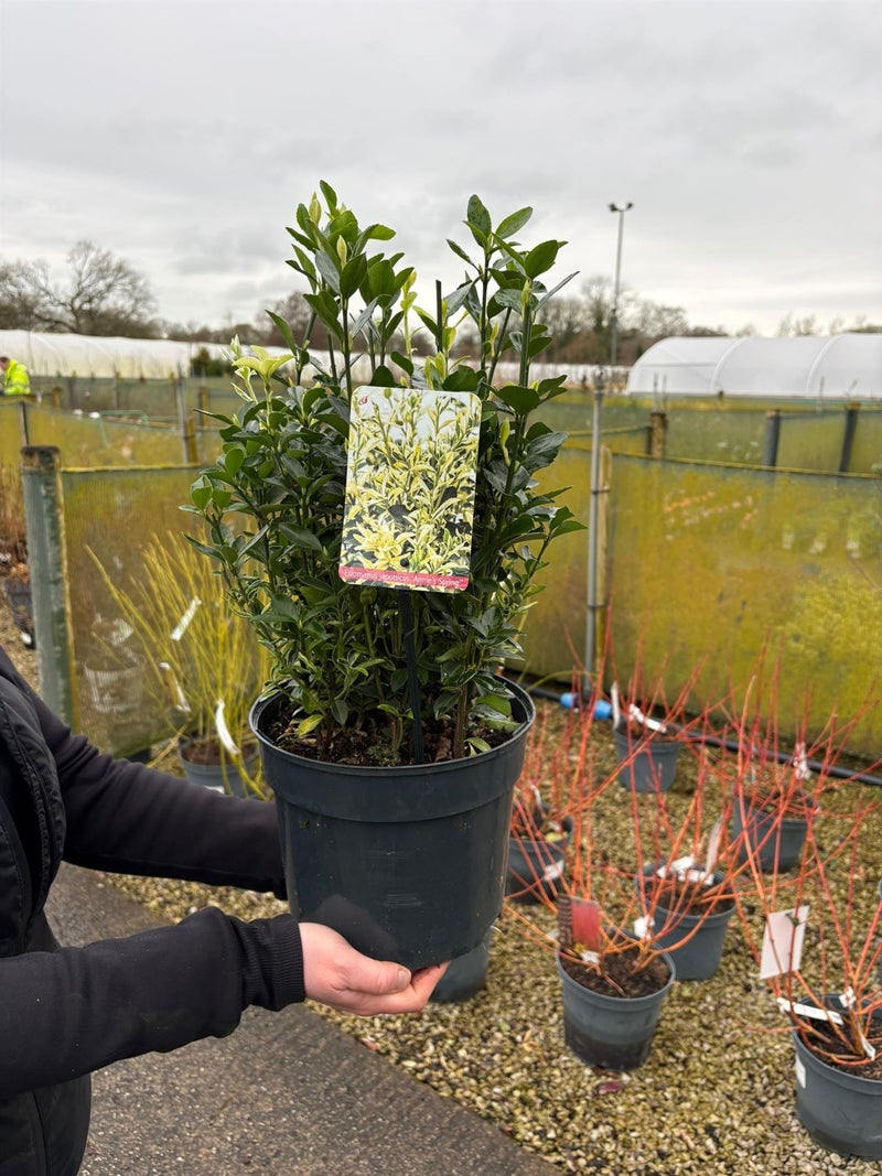 Euonymus Japonicus Annies Spring 5 Litre Pot