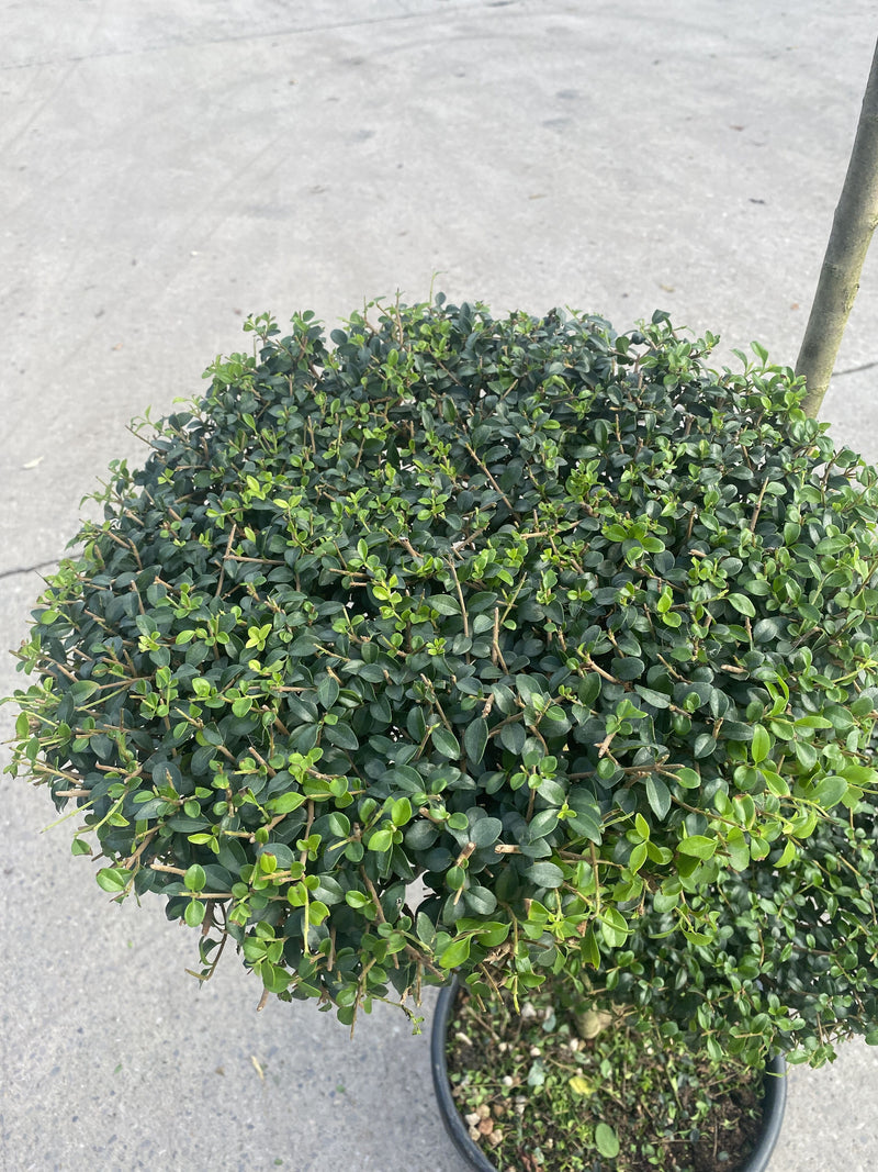 Ligustrum Delavayanum 25 Litre Pot 3 Disc Plateau