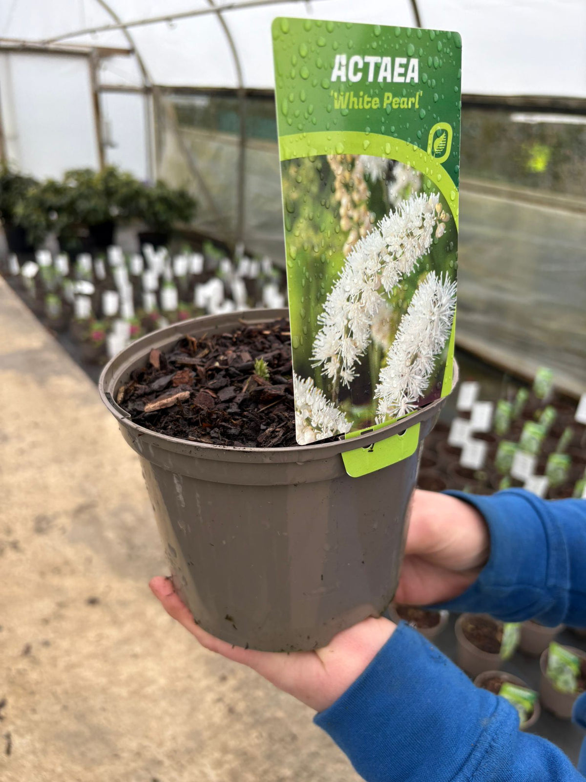 Cimicifuga (Actea) sim. White Pearl 2 Litre Pot