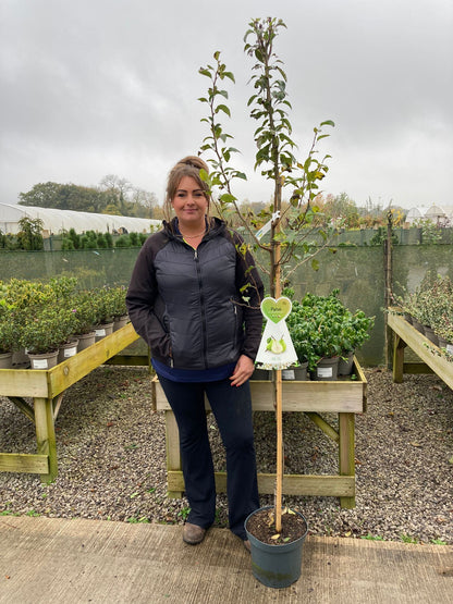 Pear Conference 10 Litre Pot Half Standard