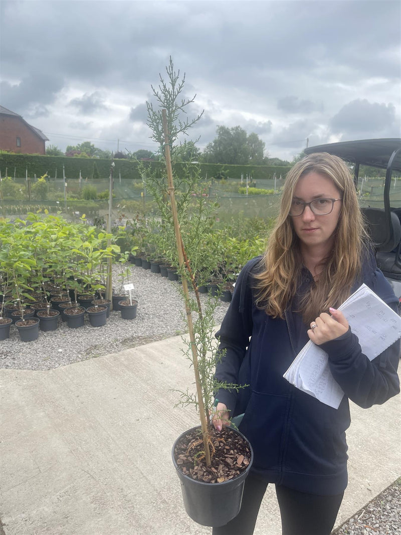 Cupressus Sempervirens 3 Litre Pot