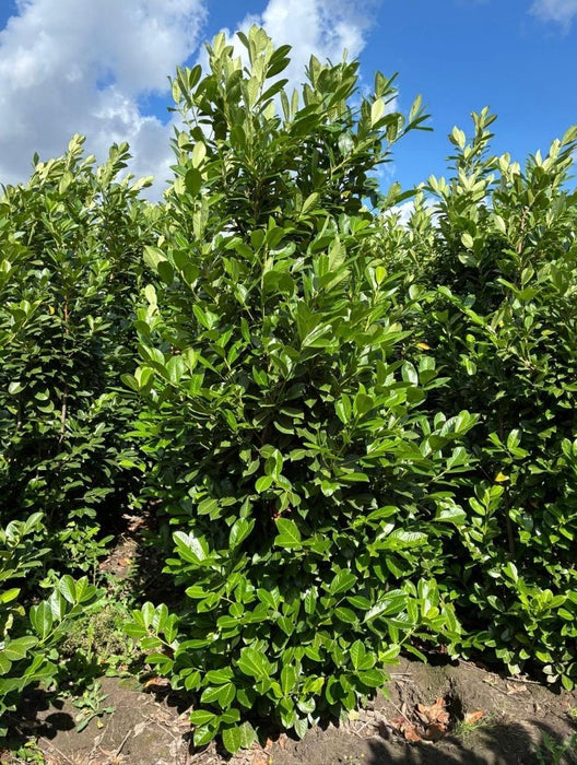 Big Deal Cherry Laurel Hedging 300/350cm Root Ball x 20 Delivery From December
