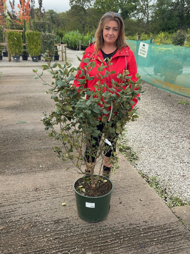 Viburnum Burk. Anne Russell 20 Litre Pot 100/125cm