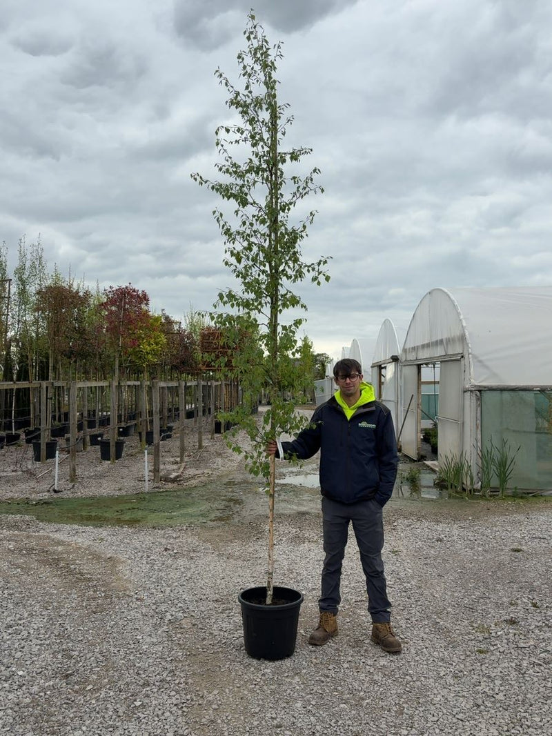 Betula Pendula 6/8cm Girth Std