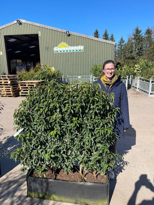Portuguese Laurel Angustifolia 1.2m Tall x 1m Wide Instant Hedge Unit