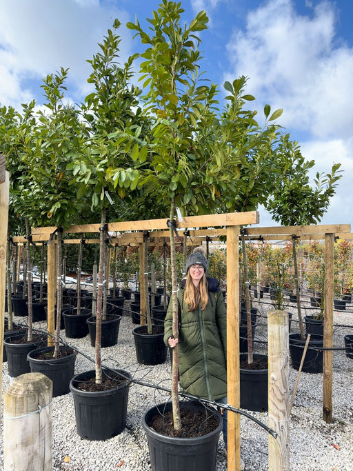 Prunus laur. Novita Cherry Laurel Full Standard 12/14cm