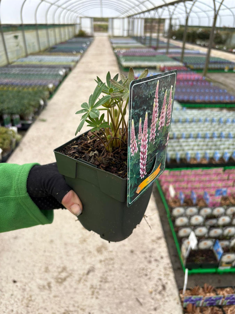 Lupin The Chatelaine 3 Litre Pot