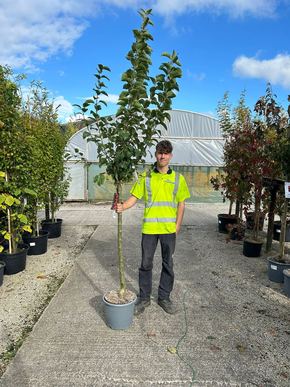 Malus Everest Standard 50 Litre Pot