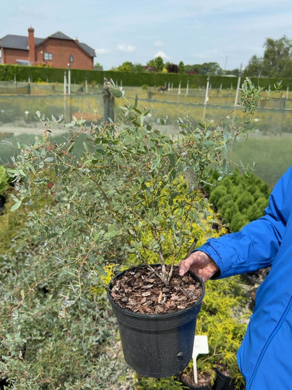 Eucalyptus gunnii France Bleu 3 Litre Pot