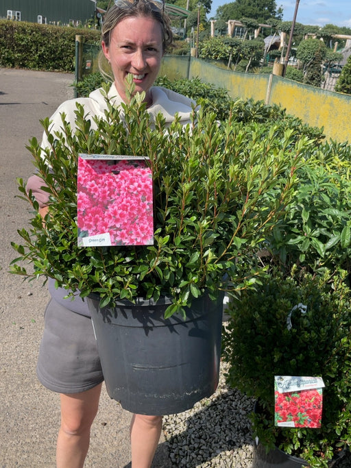 Azalea Japonica Silvester 20 Litre Pot Specimen