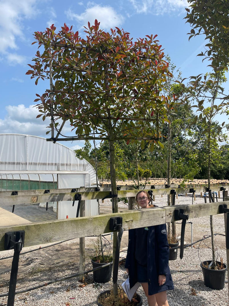 Photinia Red Robin Full Standard Pleached 180 Stem 120cm x 150cm