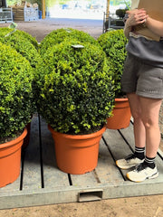 Buxus Ball 35 Litre Pot 70/75cm Diameter