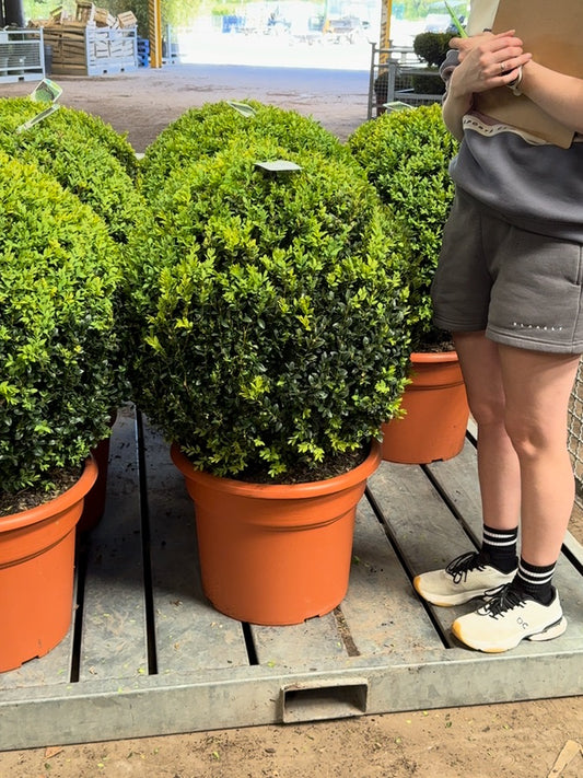 Buxus Ball 35 Litre Pot 70/75cm Diameter