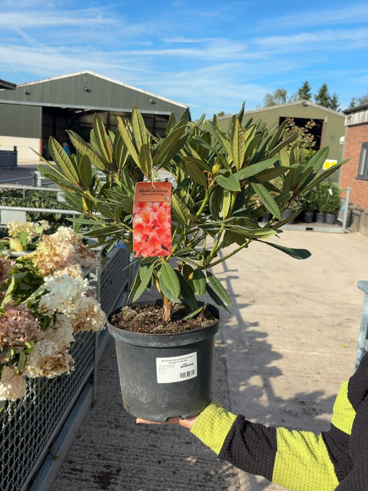 Rhododendron Hybrid Tortoise Orange 5 Litre Pot