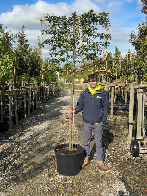 Prunus lusitanica Brenelia Pleached10/12cm Girth 150cm Stem 120Wx100T Pre Order/Ready For June