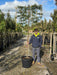 Prunus lusitanica Brenelia Pleached10/12cm Girth 150cm Stem 120Wx100T Pre Order/Ready For June