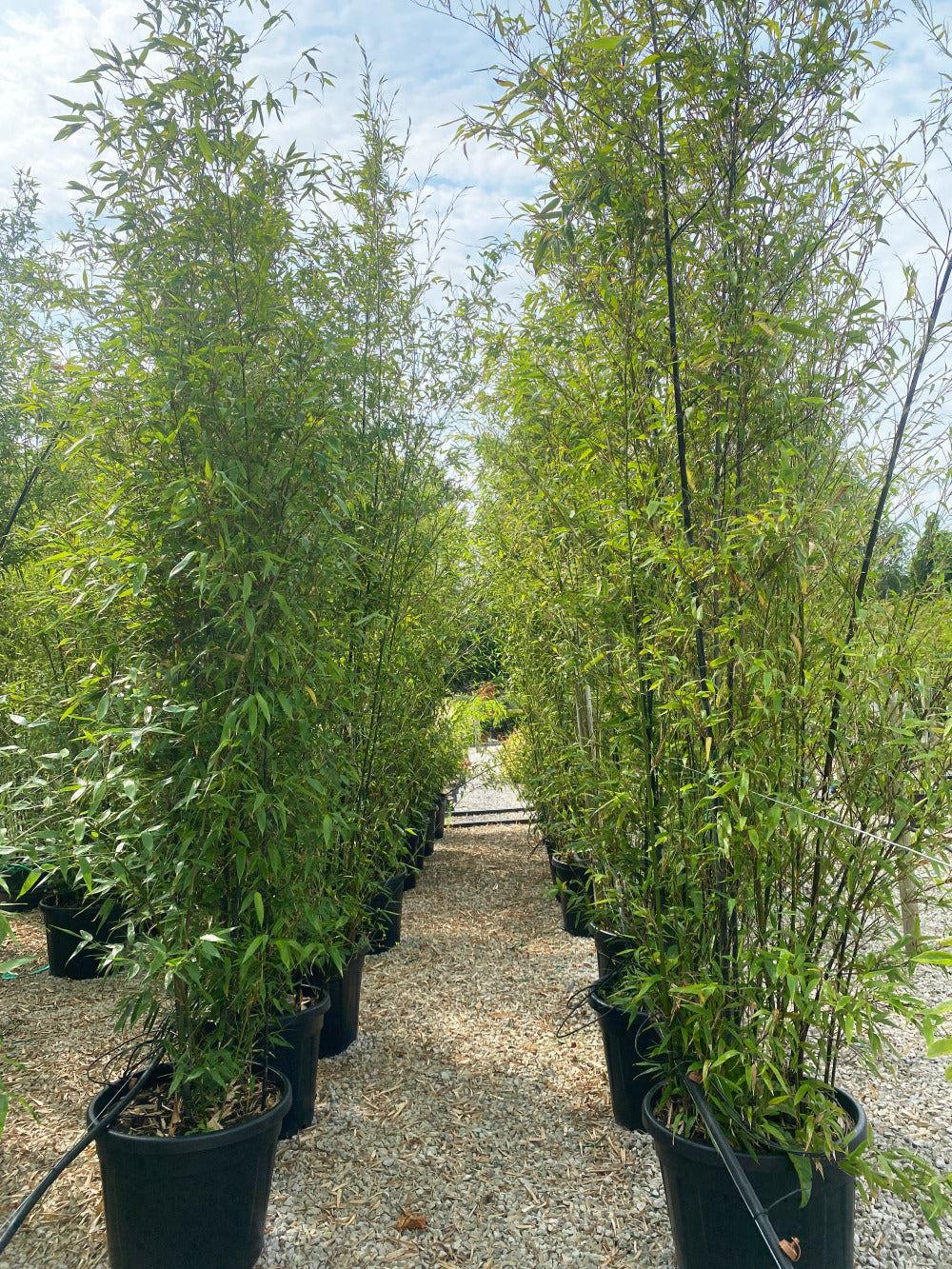 Phyllostachys Nigra Black Bamboo  70 Litre Pot 3 Metres