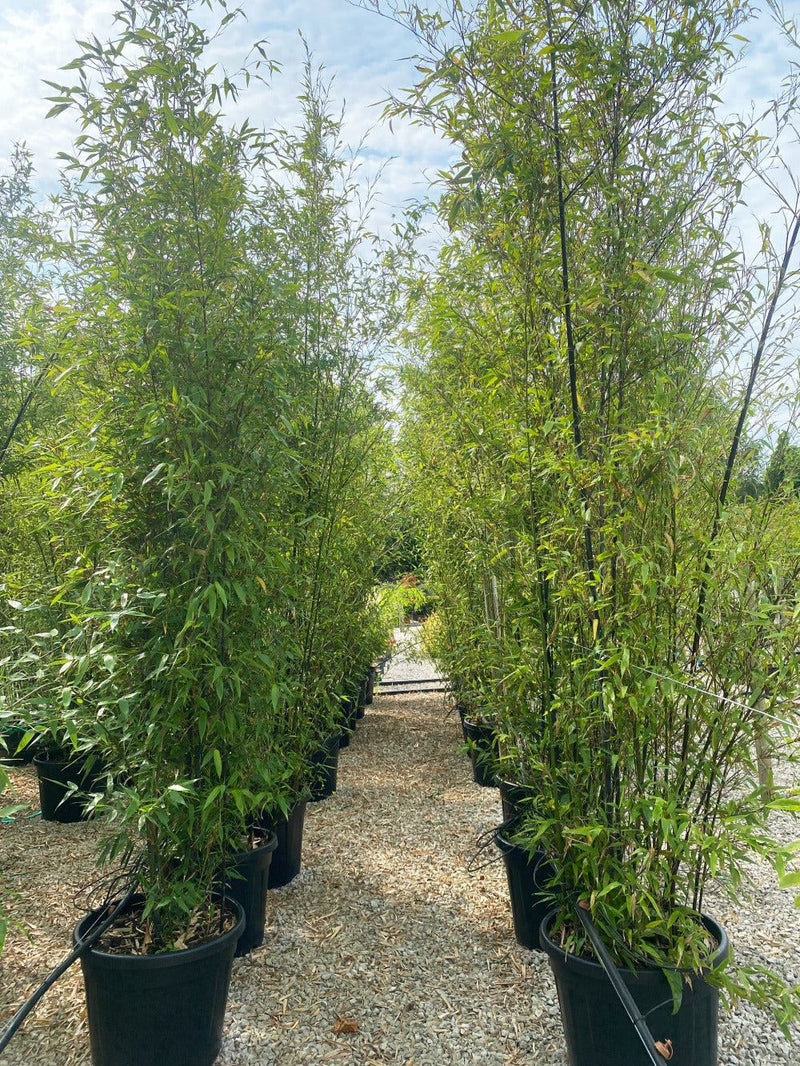 Phyllostachys Nigra Black Bamboo  70 Litre Pot 3 Metres