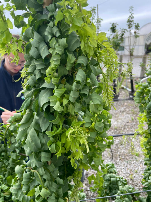 Robinia pseud. Twisty Baby 20 Litre Pot 150/175cm