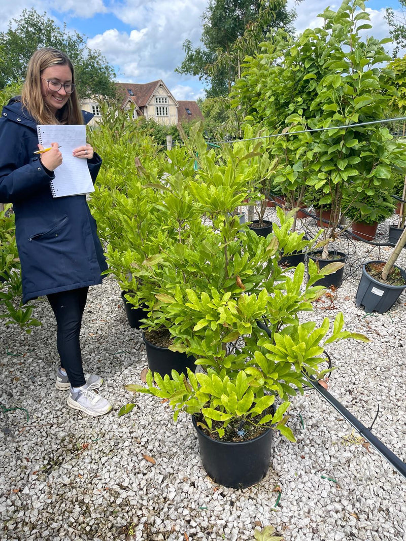 Magnolia Stellata Royal Star 20 Litre Pot