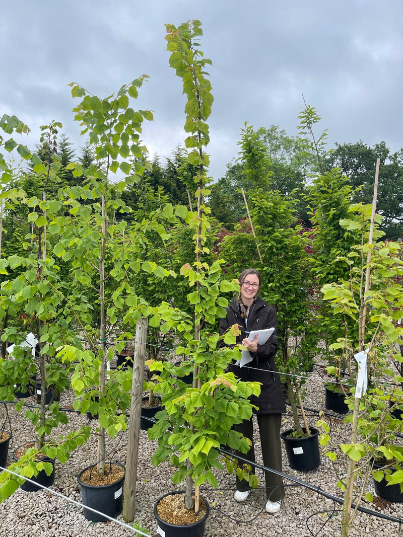 Tilia platyphyllos 15 Litre Pot