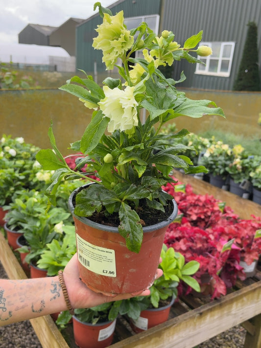 Helleborus Hyb.Havington Double White 2 Litre Pot