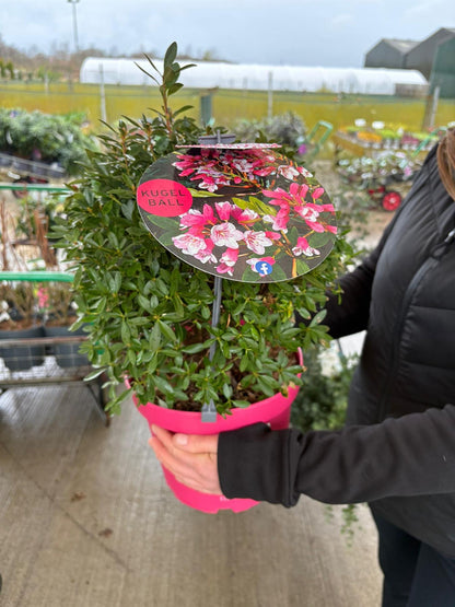 Rhododendron Bloombux Magenta Ball 5 Litre Pot
