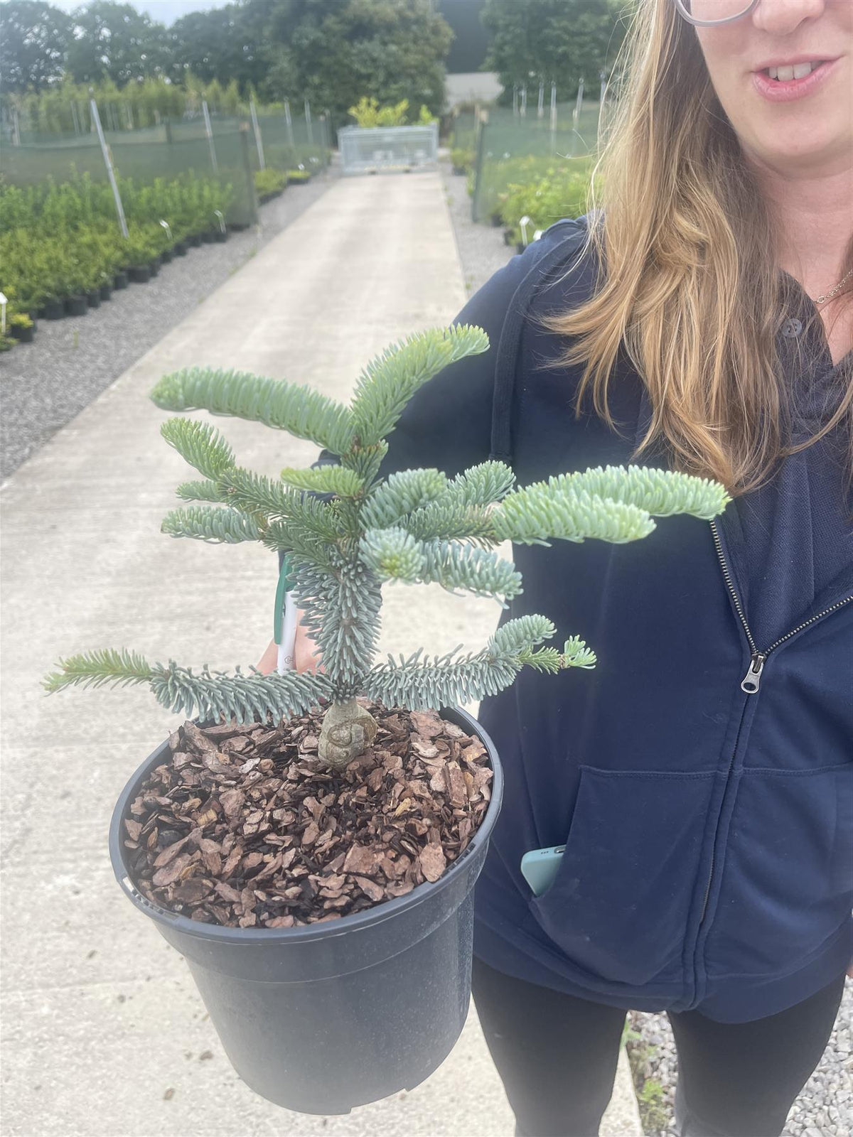 Abies Procera Glauca 3 Litre Pot