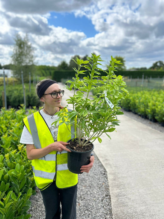 Choisya Ter. Sundance 5 Litre Pot