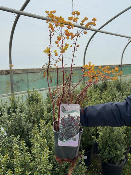 Euphorbia Minors Merlot 2 Litre Pot