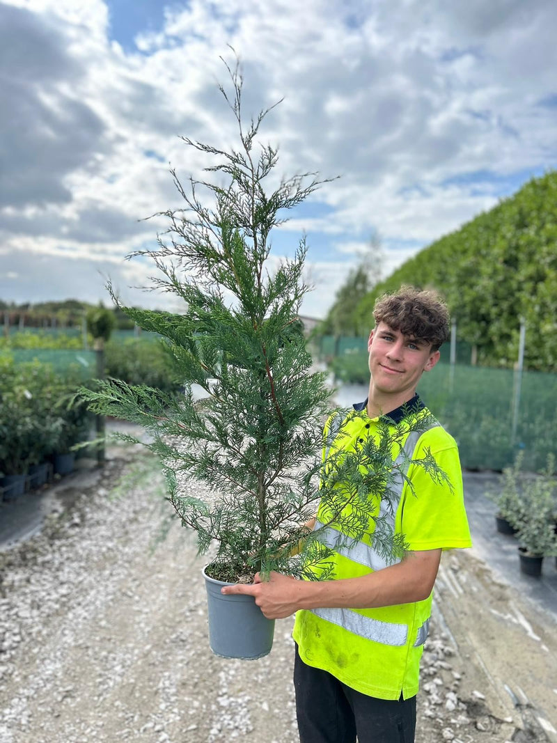 Pallet Deal Green Leylandii Hedging 4.5 Litre Pot 100/125cm x 40