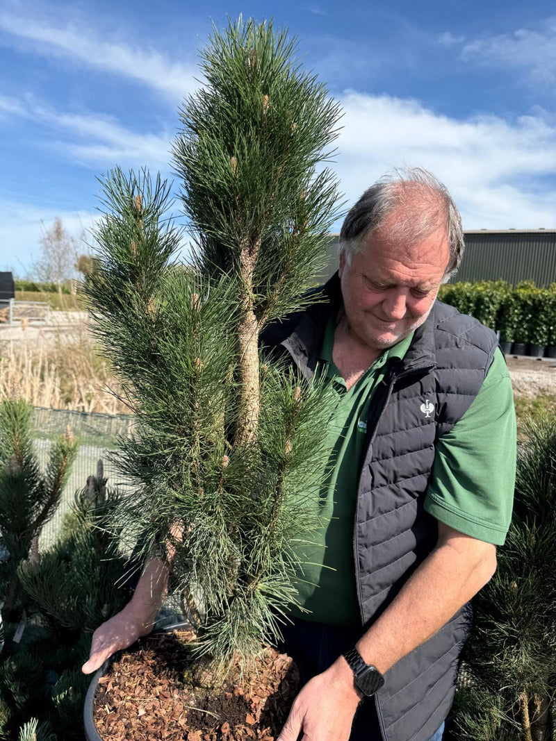 Pinus Nigra Green Tower 20/30 Litre Pot
