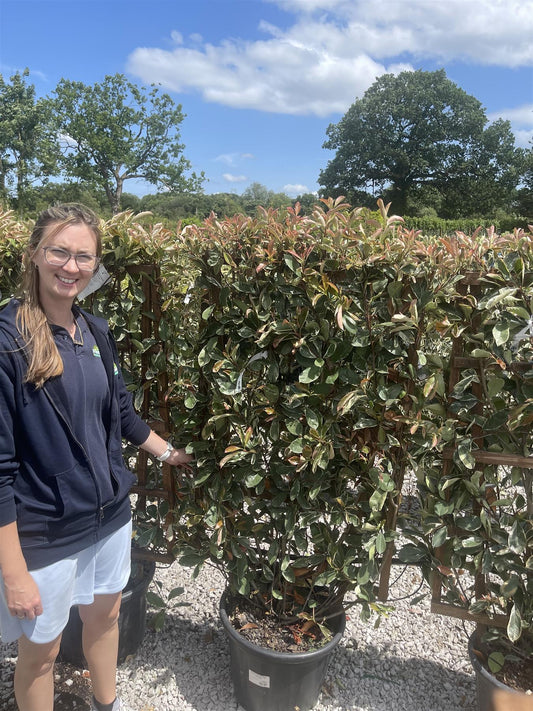 Photinia x fraseri Pink Marble Pleached Panel 120cm High x 70cm Wide